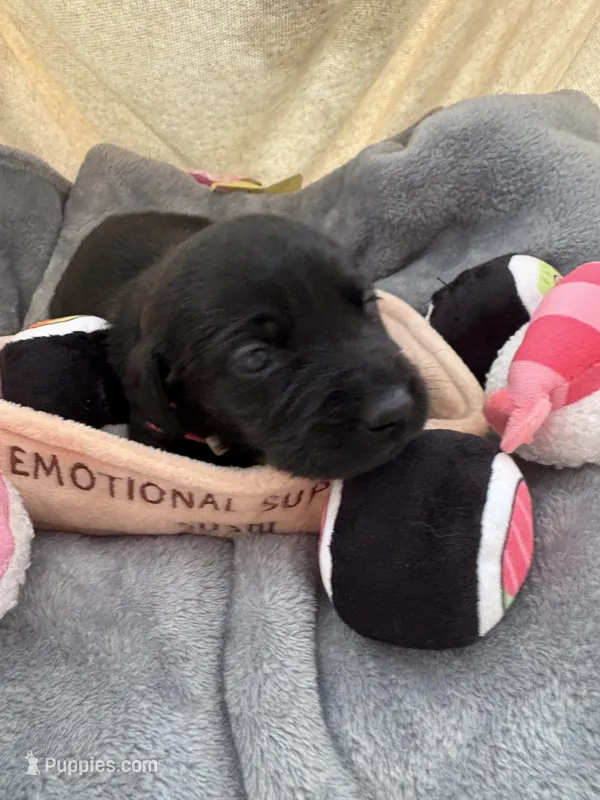Molly – Labrador Retriever puppy for sale in Kennesaw State University, GA