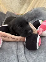 Molly, a  Labrador Retriever for sale in Kennesaw State University, GA – 1 of 4