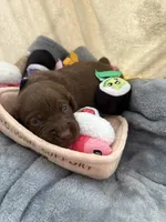 Miles, a  Labrador Retriever for sale in Kennesaw State University, GA – 1 of 2