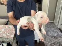 No name, a male American Pit Bull Terrier for sale in Los Angeles, CA – 2 of 7