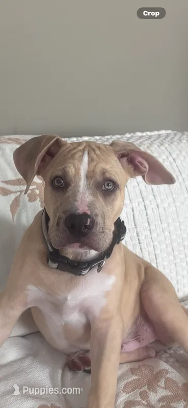 Tom – American Pit Bull Terrier puppy for sale in Los Angeles, CA