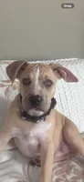 Tom, a male American Pit Bull Terrier for sale in Los Angeles, CA – 1 of 4