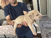 No name, a male American Pit Bull Terrier for sale in Los Angeles, CA – 3 of 7