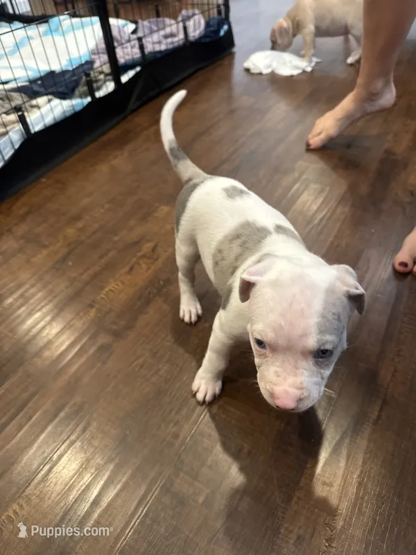 No name – American Pit Bull Terrier puppy for sale in Los Angeles, CA