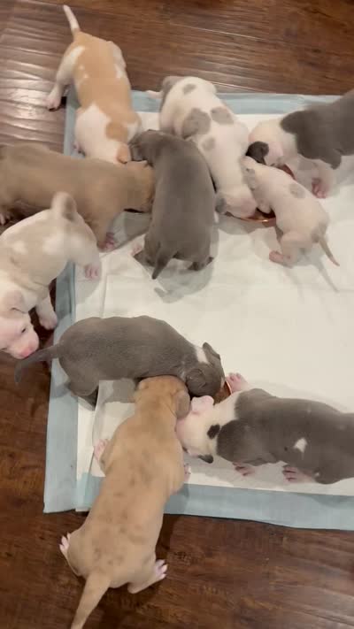 No name, a male American Pit Bull Terrier for sale in Los Angeles, CA – 6 of 7