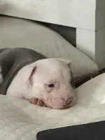 No name, a male American Pit Bull Terrier for sale in Los Angeles, CA – 1 of 7