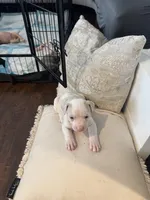 No name, a male American Pit Bull Terrier for sale in Los Angeles, CA – 4 of 7