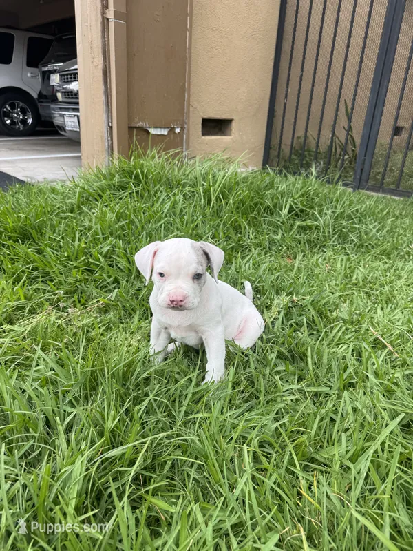 No name – American Pit Bull Terrier puppy for sale in Los Angeles, CA