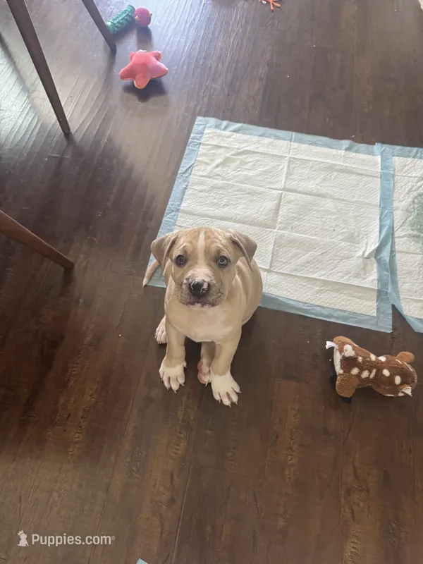 No name – American Pit Bull Terrier puppy for sale in Los Angeles, CA