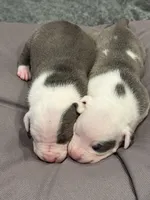 No name, a female American Pit Bull Terrier for sale in Los Alamitos, CA – Photo 5 of 8