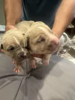 No name, a female American Pit Bull Terrier for sale in Los Alamitos, CA – Photo 3 of 8