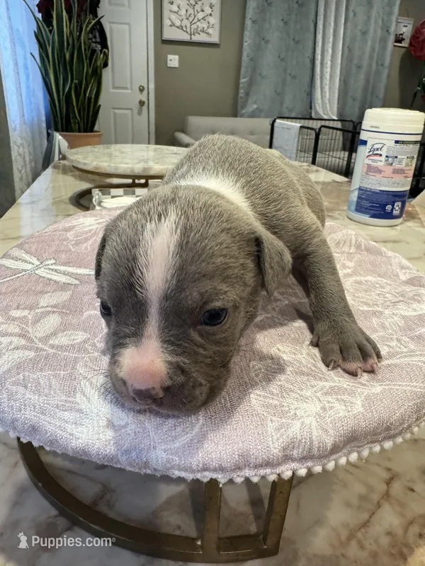 No name – American Pit Bull Terrier puppy for sale in Los Angeles, CA