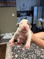 No name, a female American Pit Bull Terrier for sale in Los Alamitos, CA – Photo 7 of 8