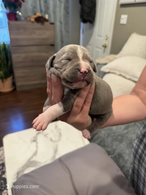 No name – American Pit Bull Terrier puppy for sale in Los Alamitos, CA