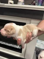 No name, a female American Pit Bull Terrier for sale in Los Alamitos, CA – Photo 6 of 8