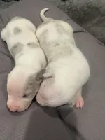 No name, a female American Pit Bull Terrier for sale in Los Alamitos, CA – Photo 4 of 8