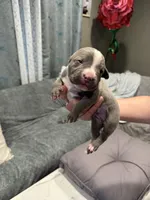 No name, a female American Pit Bull Terrier for sale in Los Alamitos, CA – Photo 8 of 8