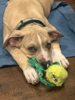 Tom, a male American Pit Bull Terrier for sale in Los Angeles, CA – 2 of 4