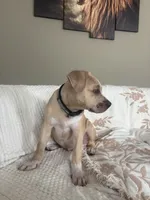 Tom, a male American Pit Bull Terrier for sale in Los Angeles, CA – 3 of 4