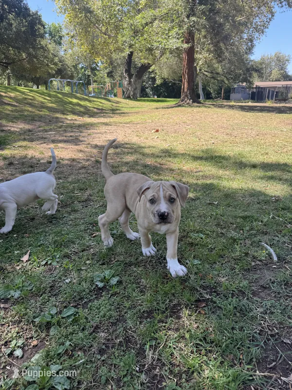 No name – American Pit Bull Terrier puppy for sale in Los Angeles, CA