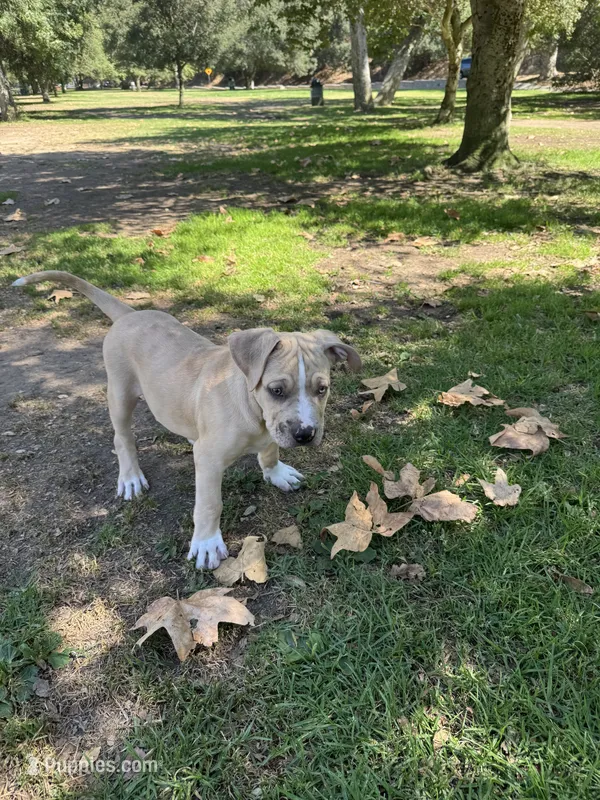 No name – American Pit Bull Terrier puppy for sale in Los Angeles, CA