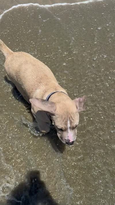 Tom, a male American Pit Bull Terrier for sale in Los Angeles, CA – 4 of 4