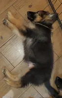 Brownie, a male German Shepherd Dog for sale in Tampa, FL – 4 of 8