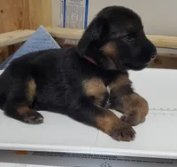 pinky, a female German Shepherd Dog for sale in Tampa, FL – 7 of 9
