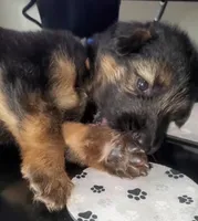 Brownie, a male German Shepherd Dog for sale in Tampa, FL – 5 of 8
