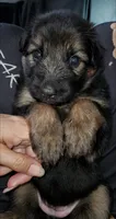 Greenbean, a female German Shepherd Dog for sale in Tampa, FL – 6 of 9