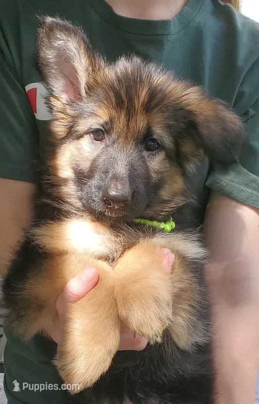 Greenbean – German Shepherd Dog puppy for sale in Tampa, FL