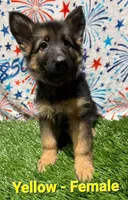 Yellow (Yellie), a female German Shepherd Dog for sale in Tampa, FL – 2 of 7