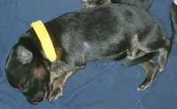 Yellow (Yellie), a female German Shepherd Dog for sale in Tampa, FL – 5 of 7