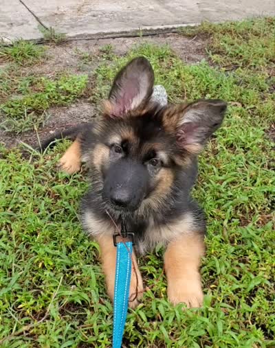 Bluey, a male German Shepherd Dog for sale in Tampa, FL – 9 of 9
