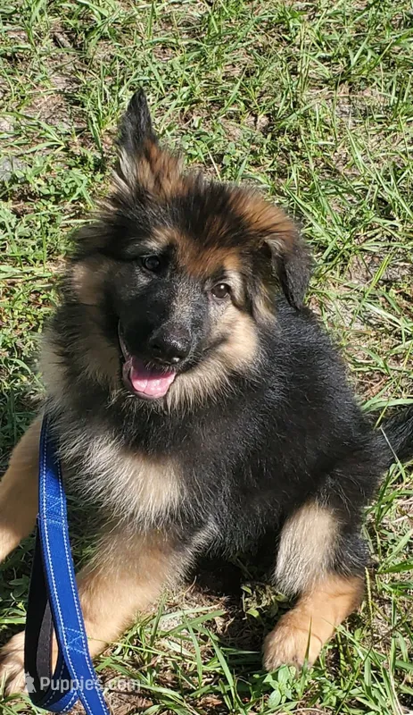 Greenbean – German Shepherd Dog puppy for sale in Tampa, FL