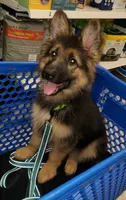 Greenbean, a female German Shepherd Dog for sale in Tampa, FL – 2 of 9