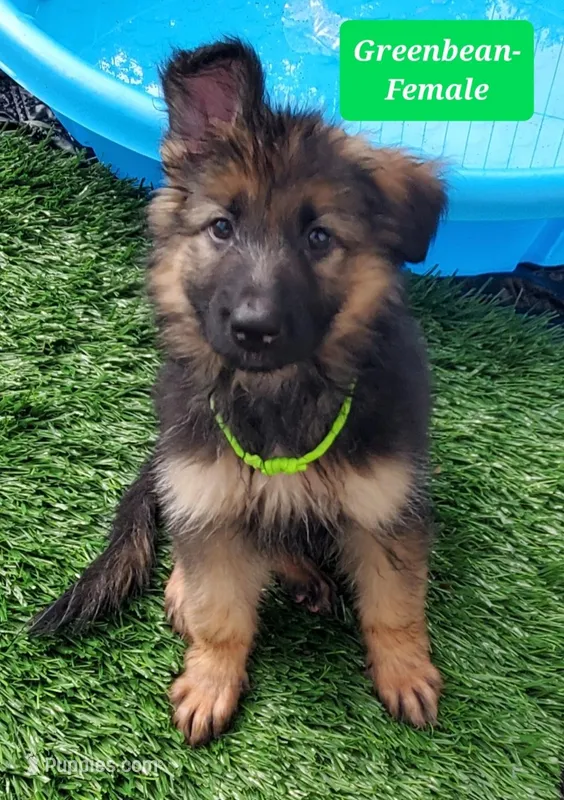 Greenbean – German Shepherd Dog puppy for sale in Tampa, FL