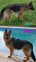 Greenbean, a female German Shepherd Dog for sale in Tampa, FL – 7 of 9