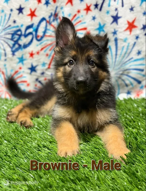 Brownie – German Shepherd Dog puppy for sale in Tampa, FL