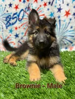 Brownie, a male German Shepherd Dog for sale in Tampa, FL – 1 of 8