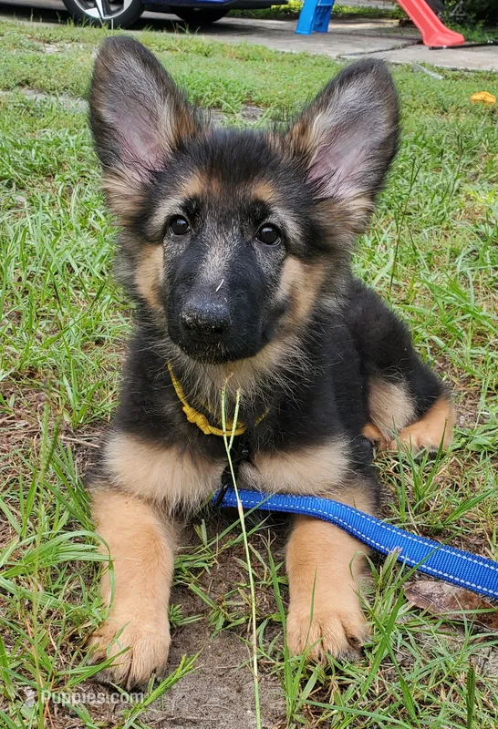 Yellow (Yellie) – German Shepherd Dog puppy for sale in Tampa, FL
