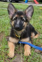Yellow (Yellie), a female German Shepherd Dog for sale in Tampa, FL – 1 of 10
