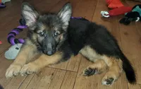 Yellow (Yellie), a female German Shepherd Dog for sale in Tampa, FL – 3 of 7