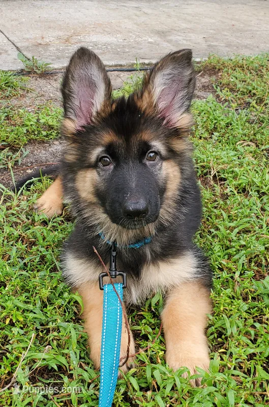Bluey – German Shepherd Dog puppy for sale in Tampa, FL