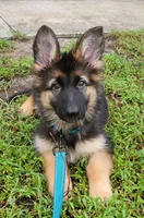 Bluey, a male German Shepherd Dog for sale in Tampa, FL – 2 of 9