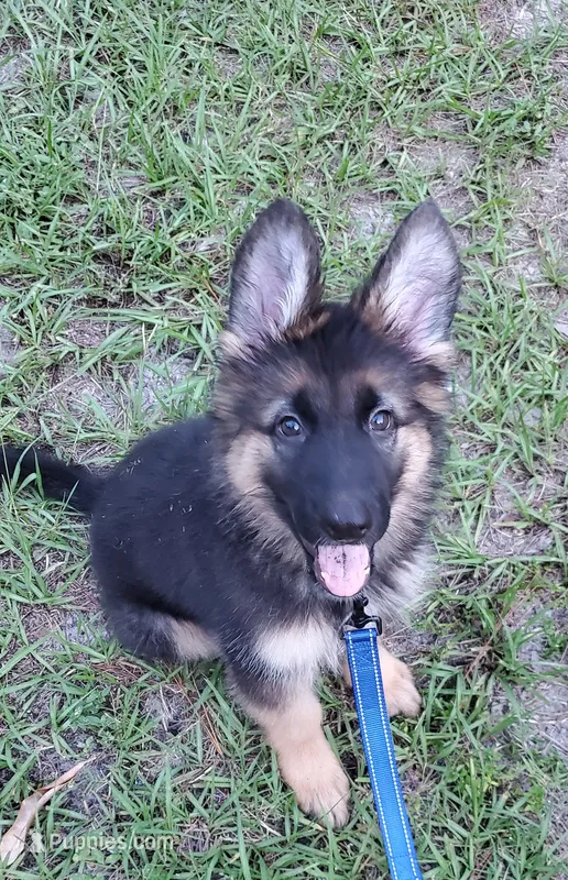 Bluey – German Shepherd Dog puppy for sale in Tampa, FL