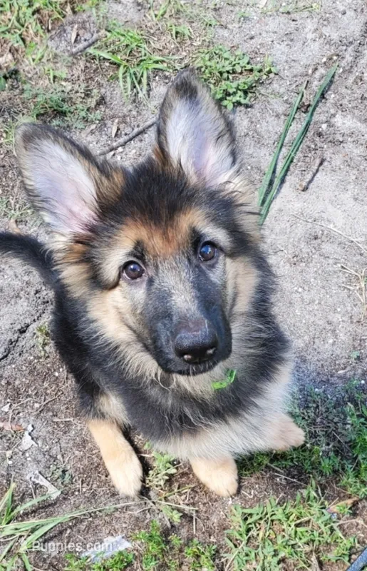 Greenbean – German Shepherd Dog puppy for sale in Tampa, FL