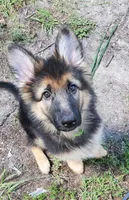 Greenbean, a female German Shepherd Dog for sale in Tampa, FL – 4 of 9