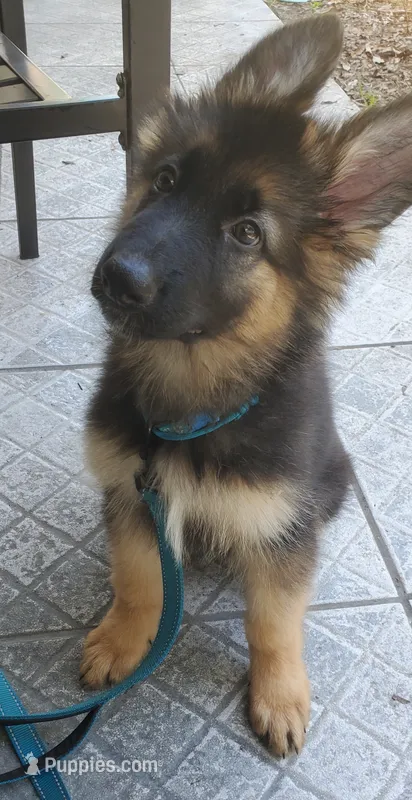 Bluey – German Shepherd Dog puppy for sale in Tampa, FL