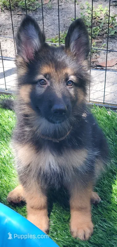 Brownie – German Shepherd Dog puppy for sale in Tampa, FL